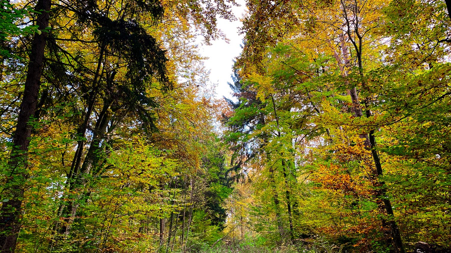 Photographie - Herbst - Wald - Blätter